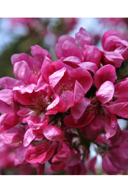 Рясне цвітіння яблуні Байя Мариса